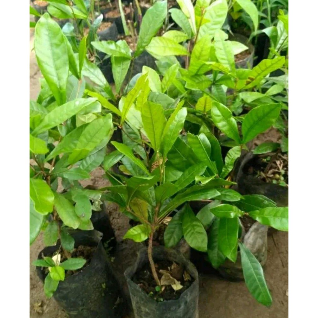 Jual Premium Bibit Tanaman Buah Magic Fruit-Miracle Fruit-Pohon Buah ...