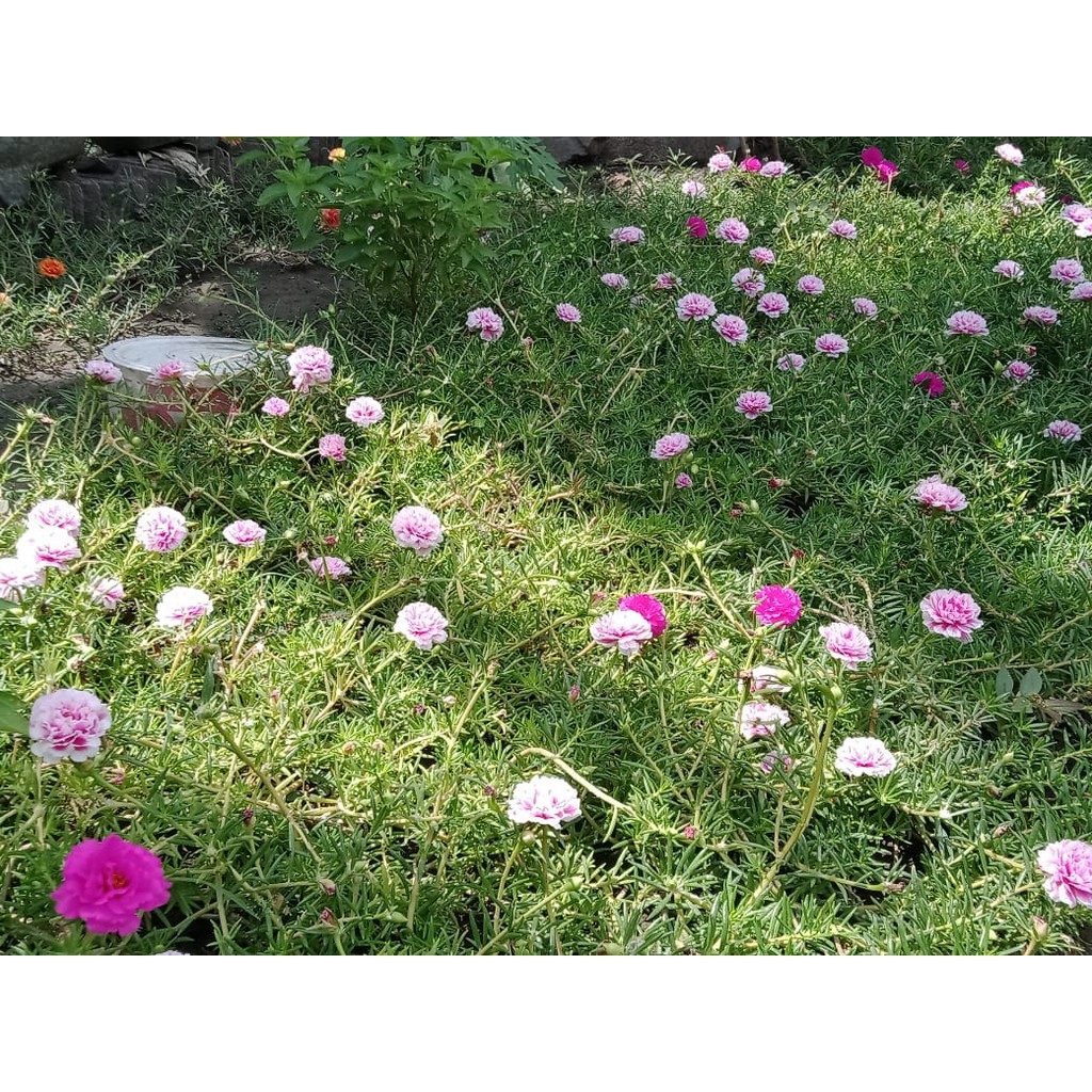 Jual Bunga krokot 5000 ( 25 stek ) | Shopee Indonesia