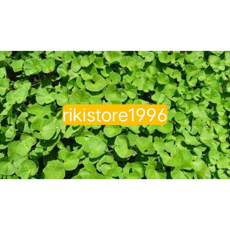 Jual Daun Pegagan Daun Antanan Segar Kg Frees Gratis Bibit Pegagan Shopee Indonesia