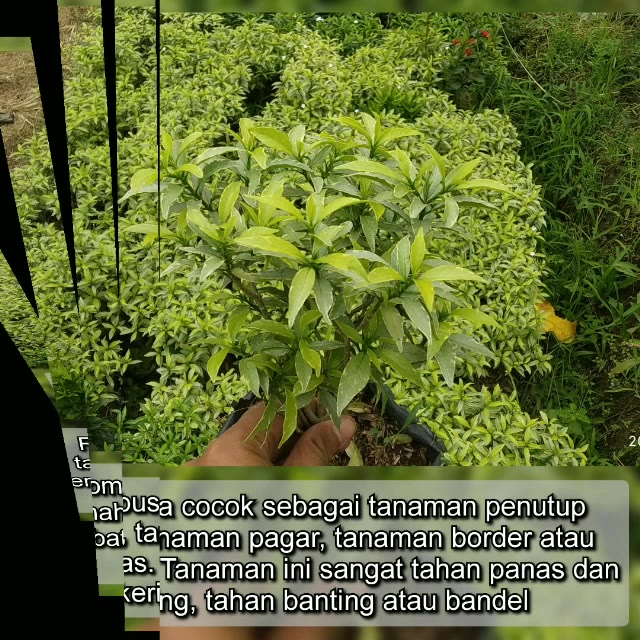 Jual Tanaman Hias Taman Bunga Rombusa Mini Hijau, Kuning & Silver ...