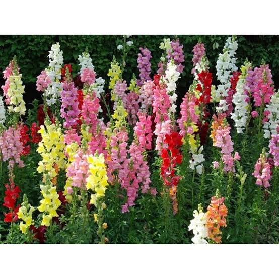 Jual 10 Benih Bunga Snapdragon Tetra Mix Warna Bibit Tanaman Hias ...