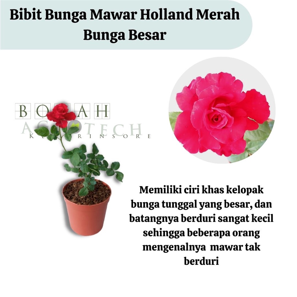 Jual Bibit Tanaman Hias Bunga Mawar Holland Merah Bunga Besar | Shopee ...