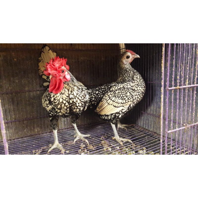 Jual Ayam Kate Batik Terlengkap & Harga Terbaru Januari 2024 | Shopee  Indonesia