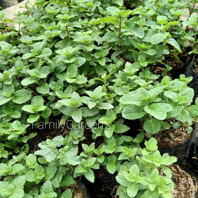 Jual Tanaman Daun Mint Tanaman Herbal Peppermint Shopee Indonesia