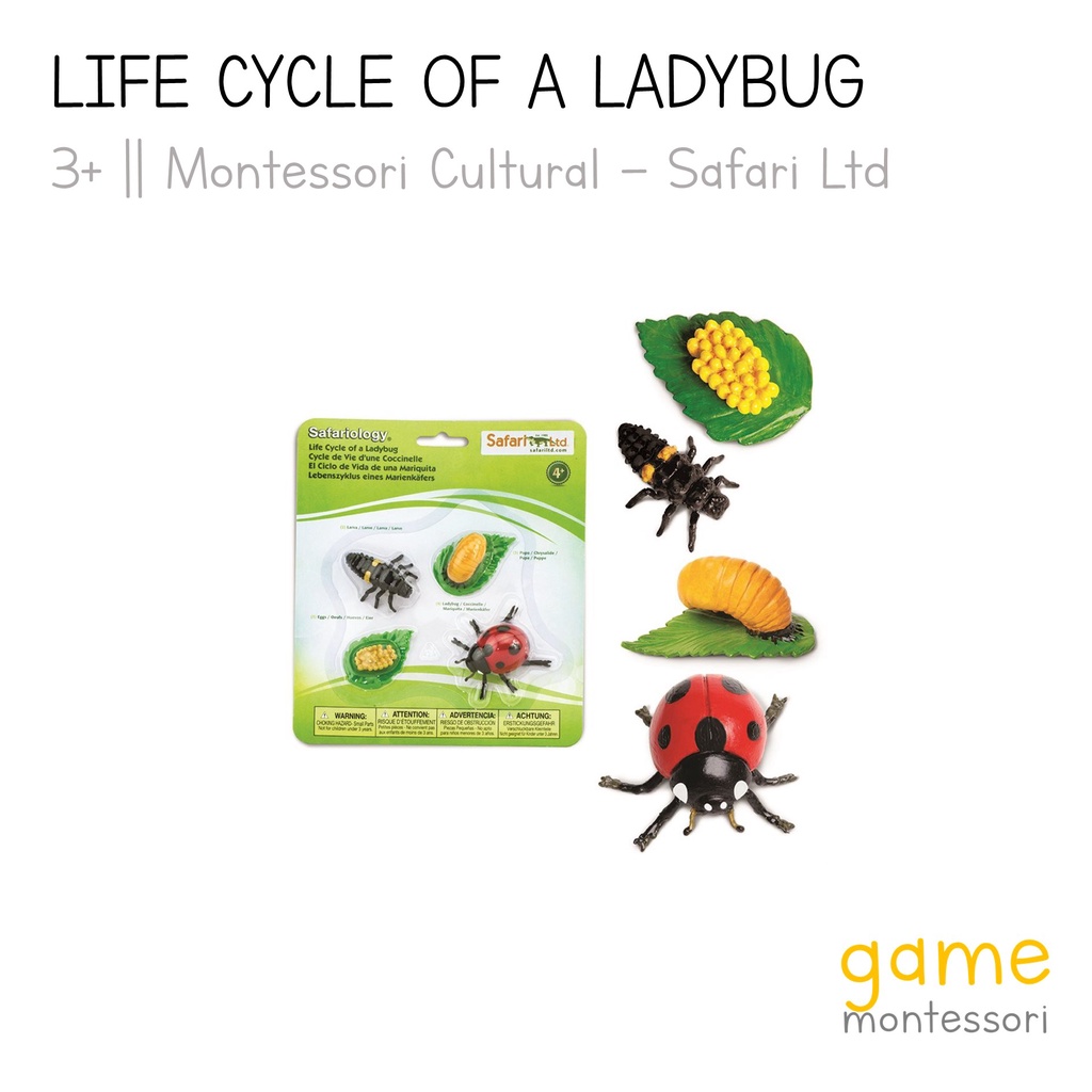 Jual Safari Ltd Life Cycle of A Ladybug | Shopee Indonesia