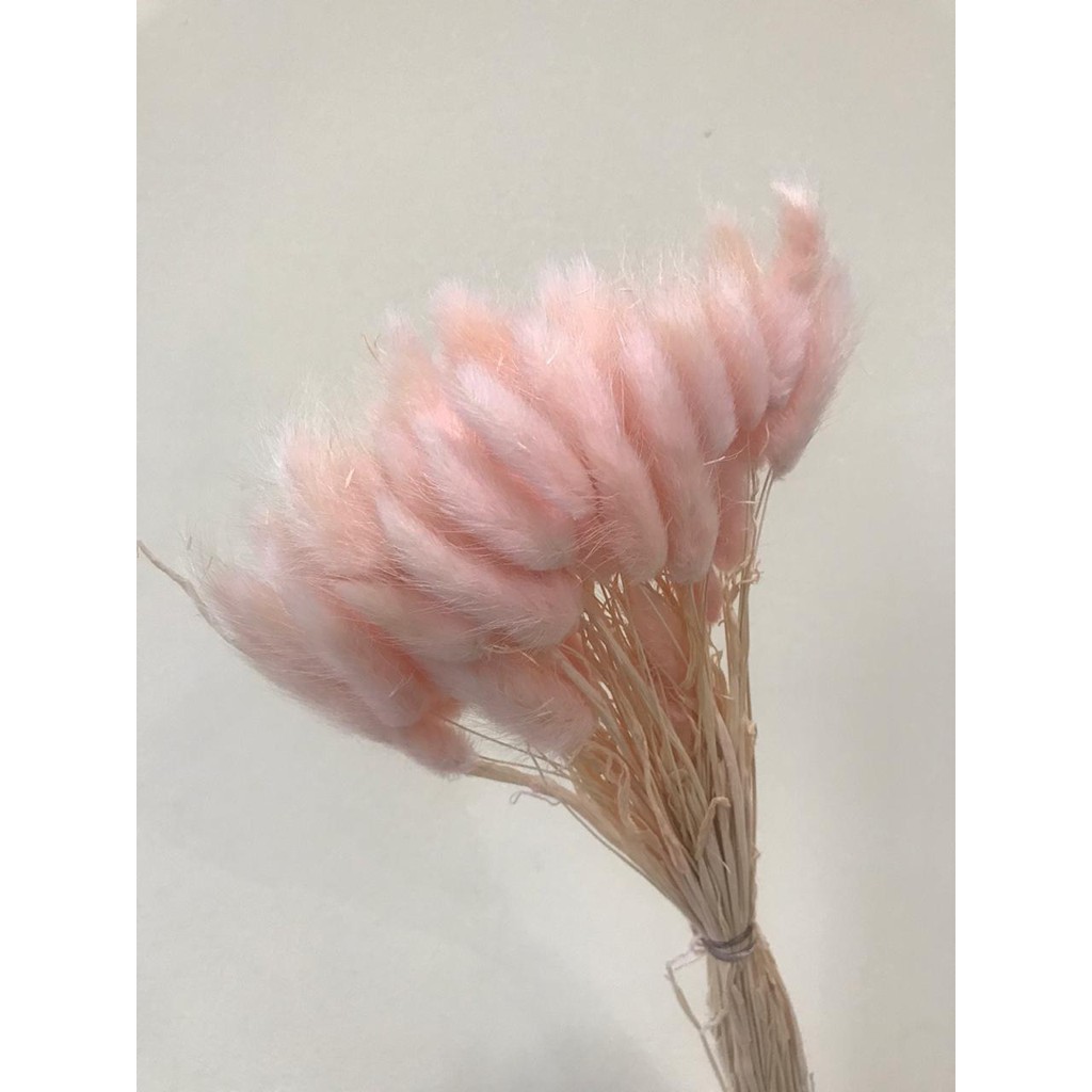 Jual Bunga Kering Bunny Rabbit Tail / Dried Bunny Rabbit Tail | Shopee ...