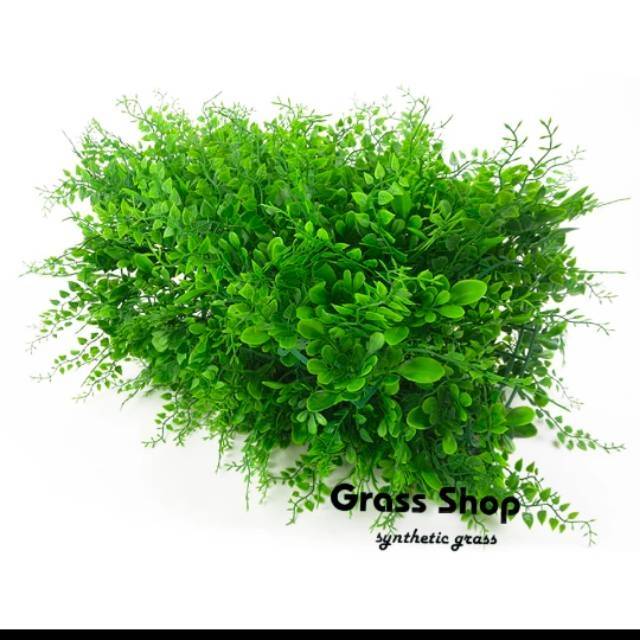 Jual Daun pakis gantung daun pakis rambat daun pakis tembok daun pakis ...