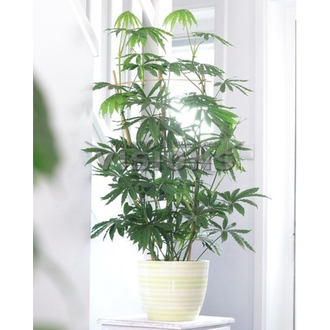 how long do bonsai trees take to grow Bonsai Tree Grow Kit main image 1