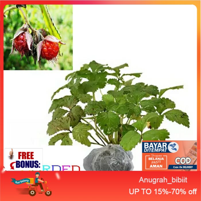 Jual Arbei Hutan / Arbenan / Bibit Tanaman Hidup Pohon Buah Berry ...
