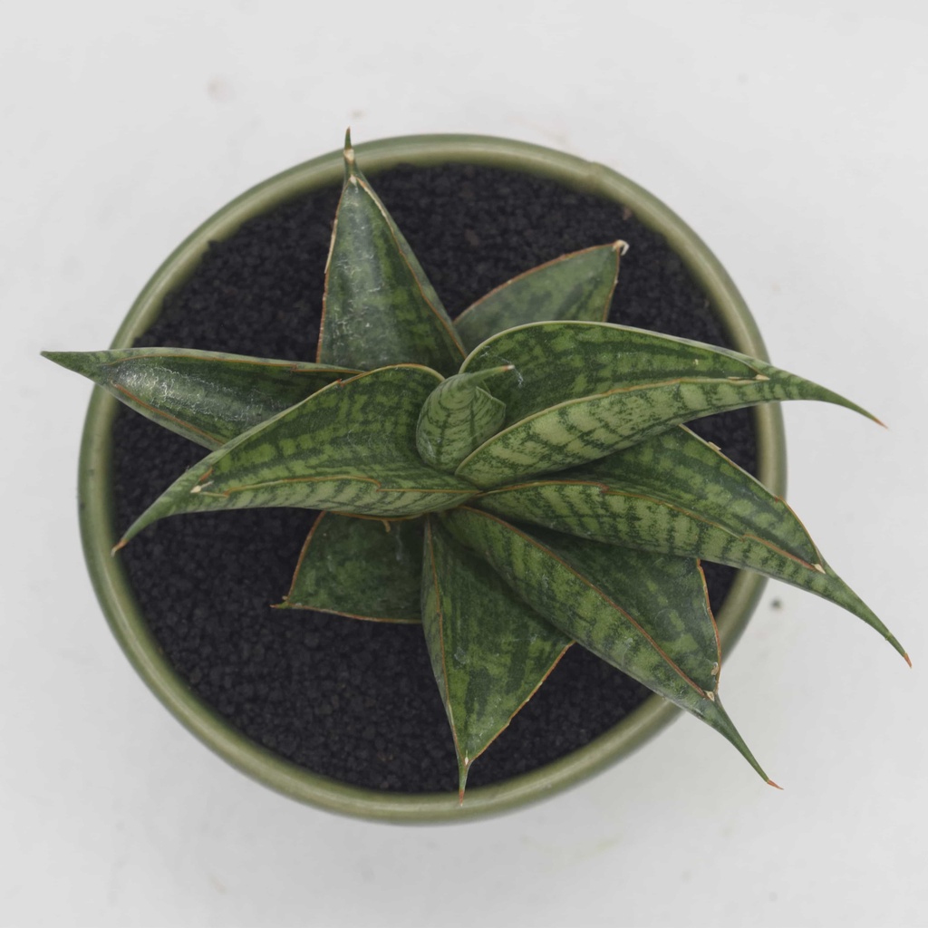 Jual Sansevieria Hybrid Sindoro - Tanaman Hias Lidah Mertua -Tanaman ...