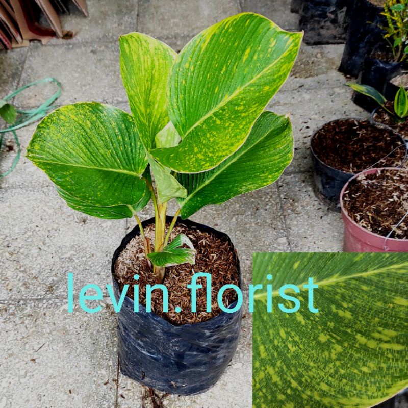 Jual Calathea Lutea Varigata Variegata Pisang Bibit Tanaman Hias Bunga Shopee Indonesia