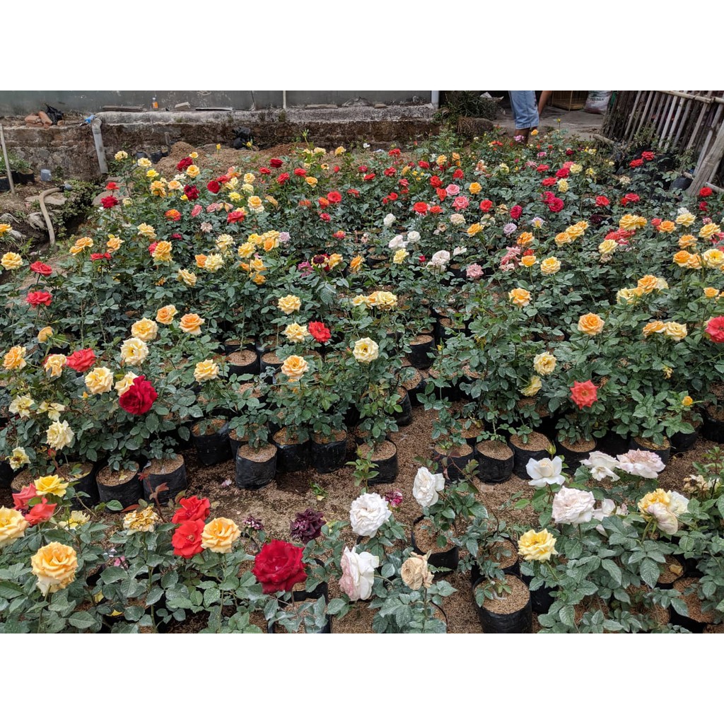 Jual ID TANAMAN BUNGA MAWAR (ROSA SP) HIDUP BERLABEL & BERGARANSI ...