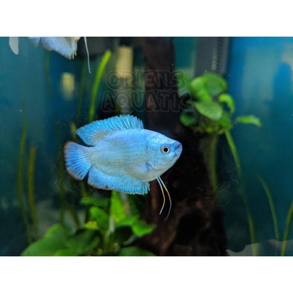 Jual Hiasan Aquascape - Sepat Rallis/Ralis (Dwarf Gourami) Blue ...