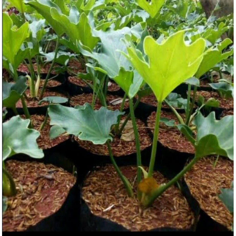 Jual tanaman hias Philodendron xanadu / Philo jari dendrum | Shopee ...