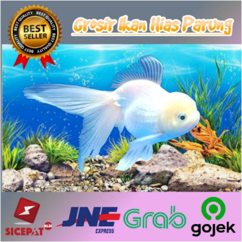 Jual Ikan Hias Maskoki Putih ( Koki Putih ) | Shopee Indonesia