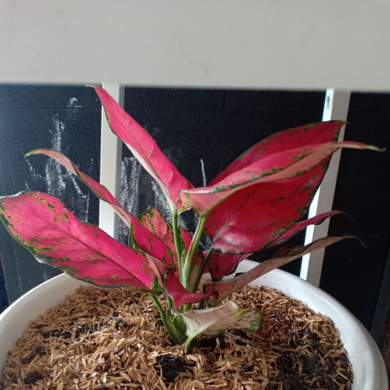 Jual Aglaonema Aglonema Tanaman Hias Induk Red Anjamani Red Sumatra Big