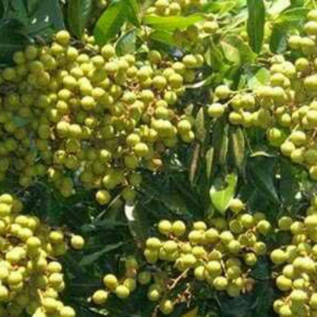 Jual KELENGKENG MATALADA (BISACOD) | Shopee Indonesia