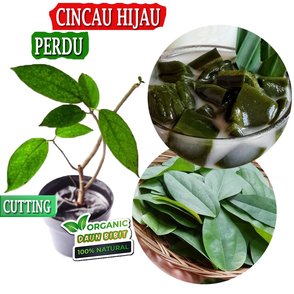 Jual Bibit Cincau Hijau Perdu Cincau Batang Shopee Indonesia