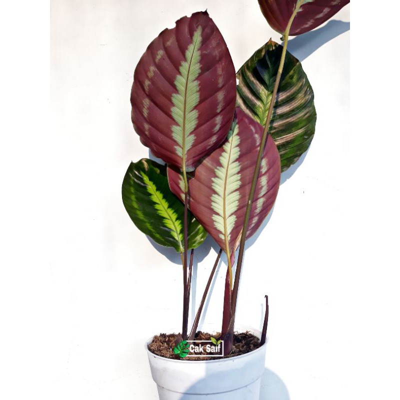 bromelien kaufen Guzmania Happiness 45 cm kaufen  Exotische Bromelie  PlantmyHome