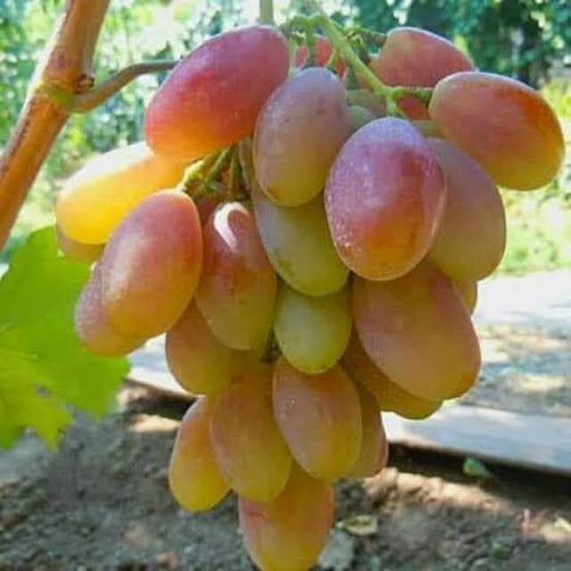 BIBIT ANGGUR IMPORT DIXON (bibit anggur stek/grafting) bibit anggur murah