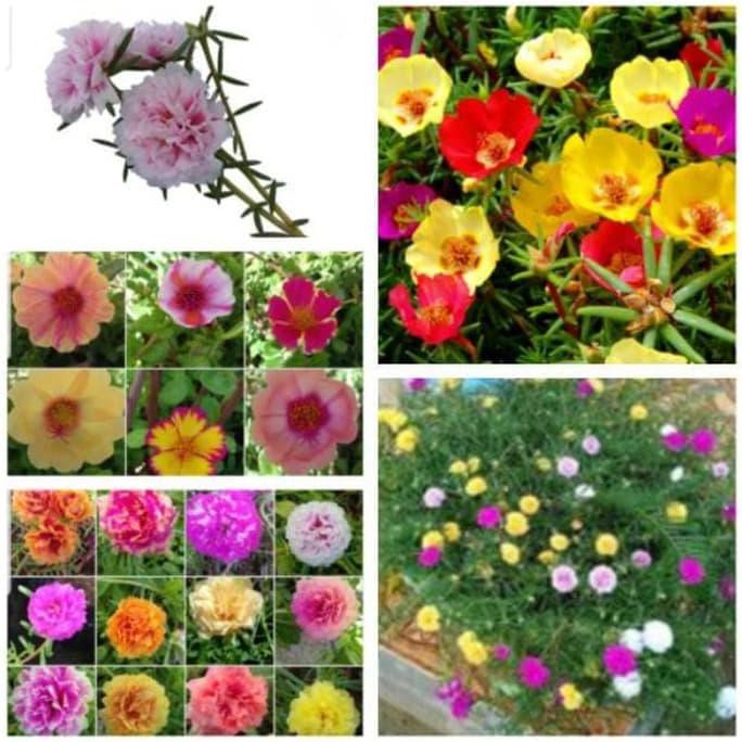 Jual Paket Bibit Stek Bunga Krokot Jenis Warna Tanaman Hias Portulaca