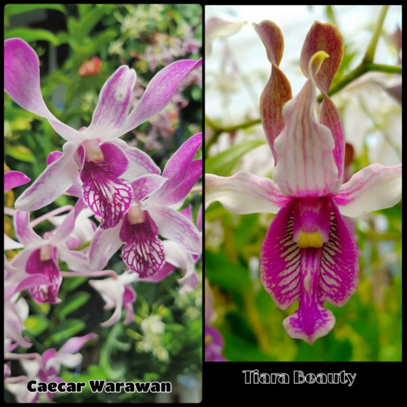 Jual paling murahh !!!botol dendrobium caesar warawan X tiara beauty ...