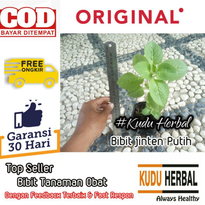 Jual Bibit Biji Benih Tanaman Obat Daun Jinten Daun Jintan Bangun ...