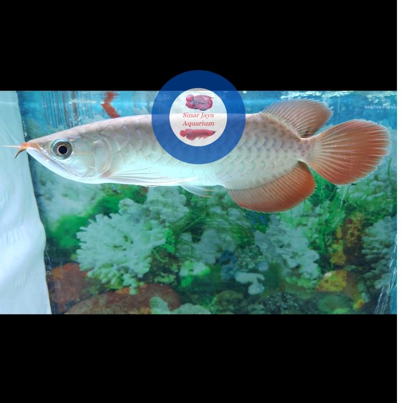 Jual Arwana Arowana Super Red Pilihan 25 - 26 cm / Sertifikat dan Chip
