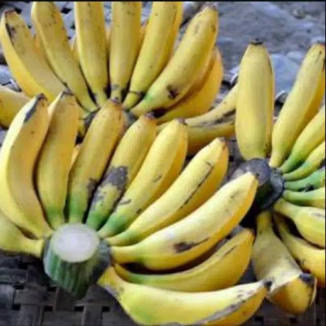 Jual Pisang janten / pisang jantan asli super fresh | Shopee Indonesia