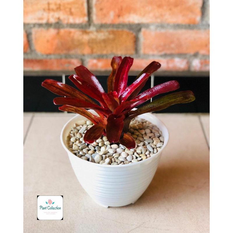 Tanaman Hias Bromelia Tricolor