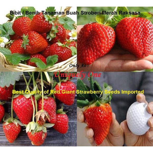 Jual BIBIT BIJI BENIH TANAMAN BUAH STROBERI MERAH BESAR RED GIANT ...