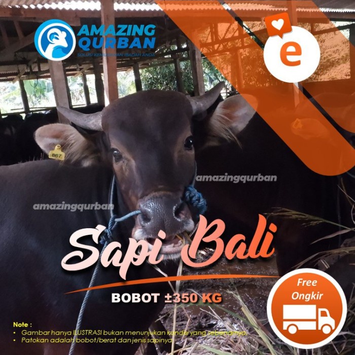 Jual SAPI QURBAN SAPI BALI TERMURAH SE JABODETABEK FREE TITIP DAN ...