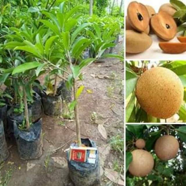 Jual Bibit Sawo Jumbo Super Asli Wisata Agrotani Shopee Indonesia