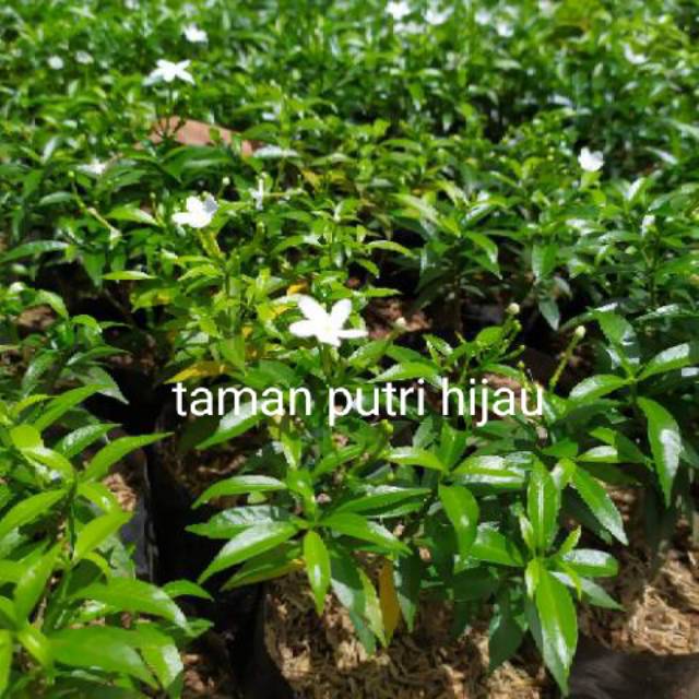 Jual Tanaman hias rembosa mini hijau bunga putih-pohon rembosha mini ...