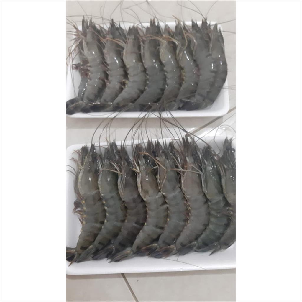 Jual Udang Tiger Atau Pancet Kg Shopee Indonesia