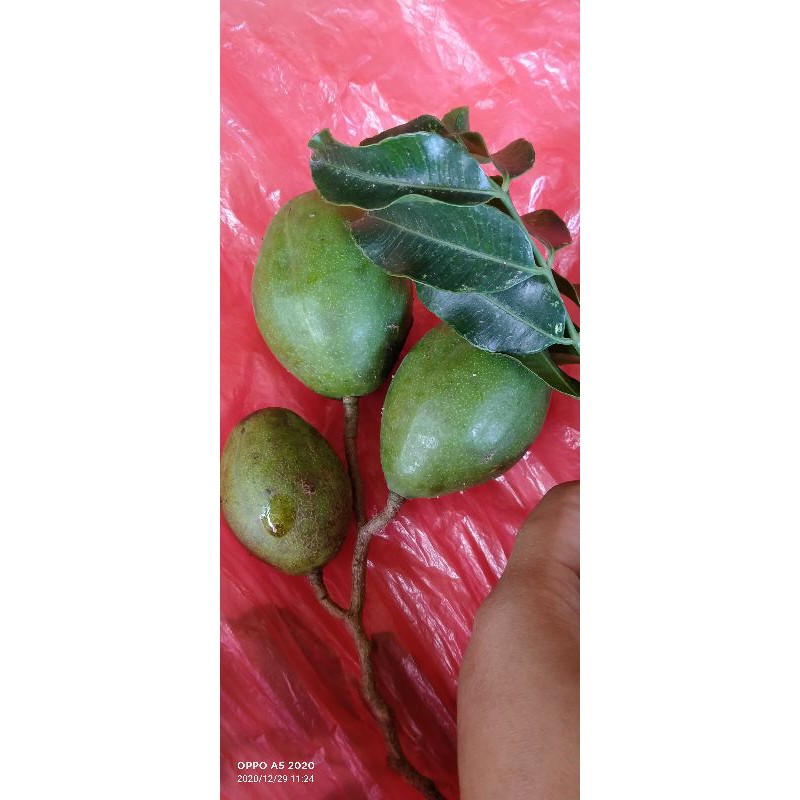 Jual Buah Kedongdong Buat Rujak Kedondong Harga Per 1kg Shopee Indonesia 