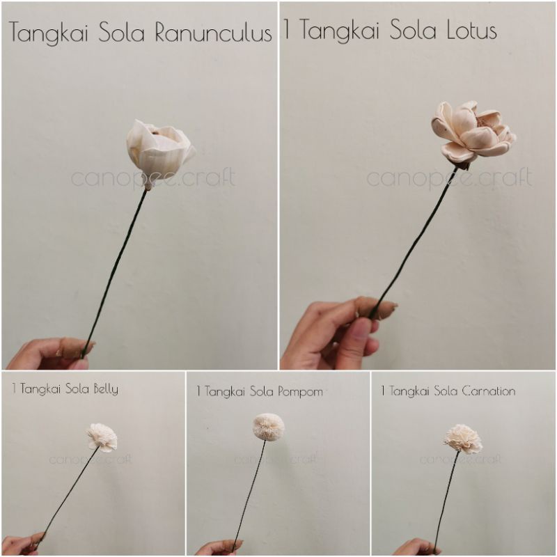 Jual Bunga Kering Diffuser Sola Flower | Shopee Indonesia