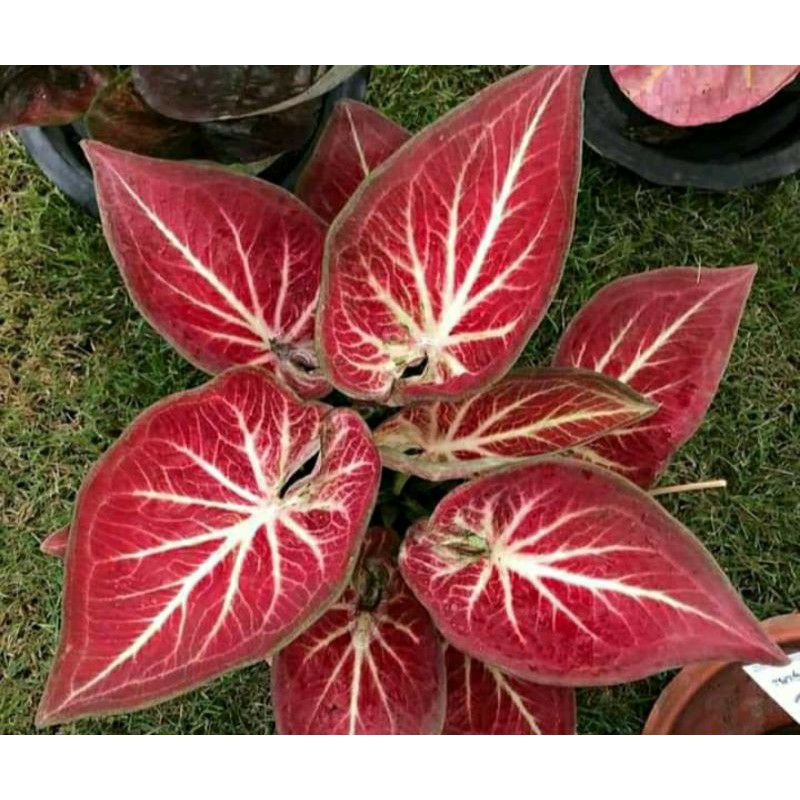 Jual caladium rich of Thay / caladium Thai series/ white bone/ ROT ...