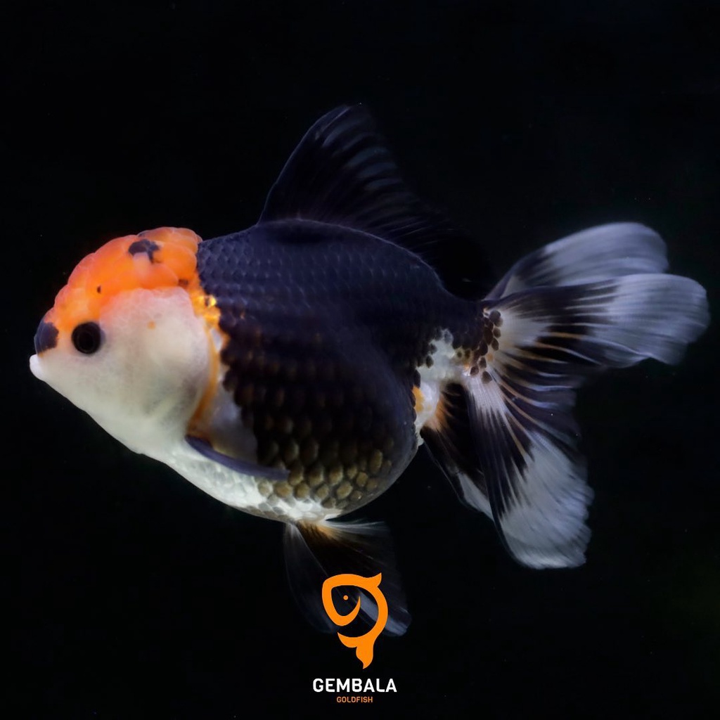 Jual (Ikan Mas Koki/Goldfish) Oranda 3color Tancho | Shopee Indonesia