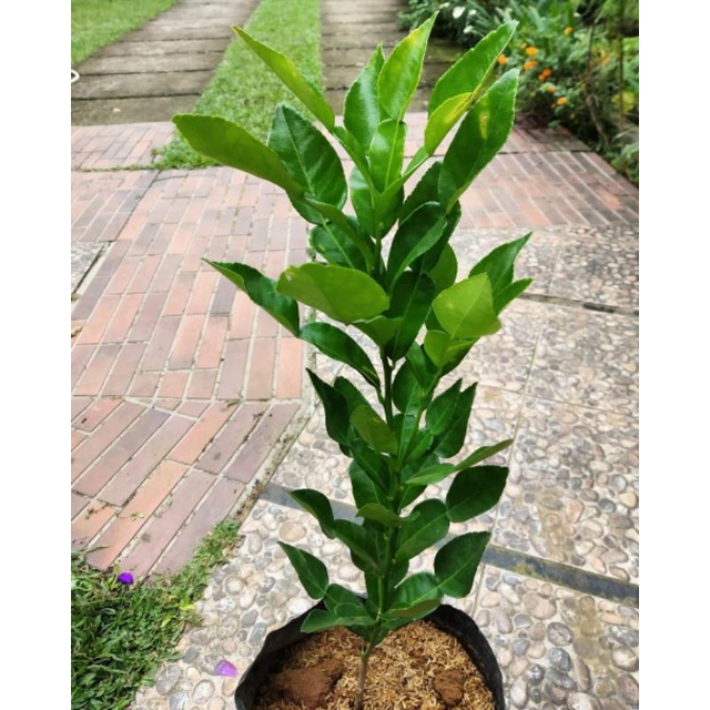 Jual PAKET 6 BIBIT JERUK PURUT/BUMBU asal semai biji daun lebih lebat