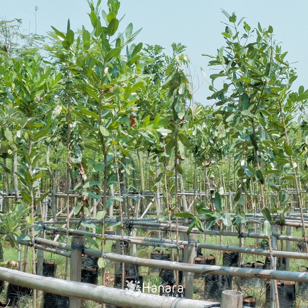 Jual Calophyllum inophyllum - Nyamplung - pohon instan/instant tree ...