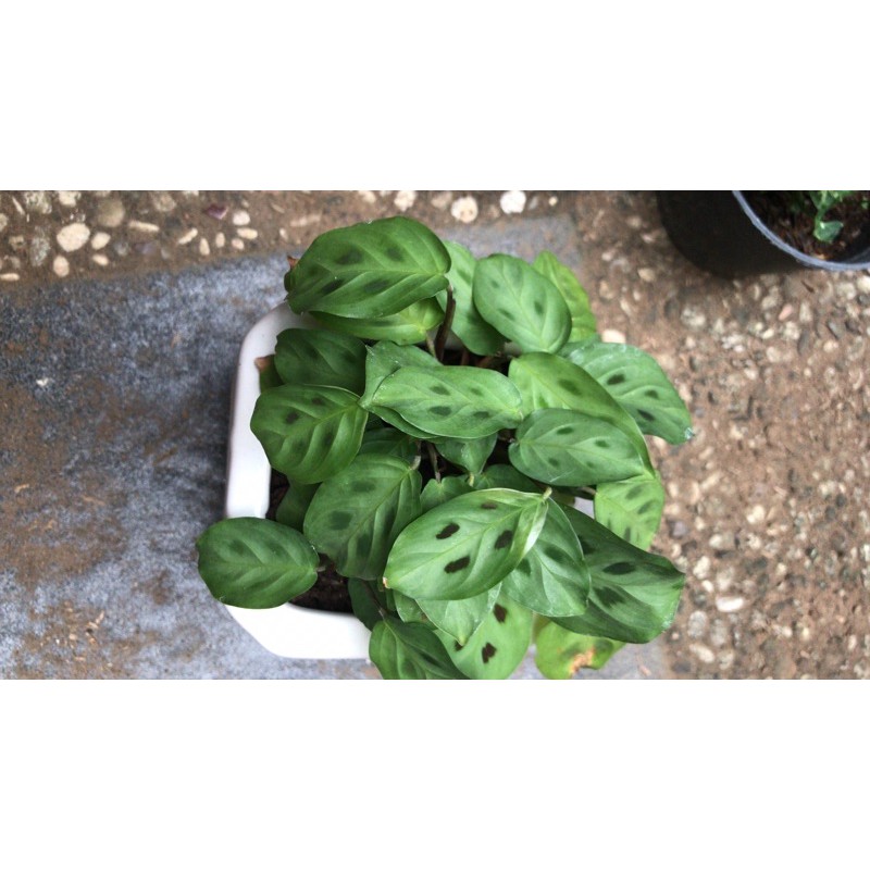 Jual calathea marantha mini | Shopee Indonesia
