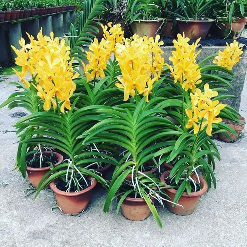 Jual Anggrek Vanda ascocentrum miniatum (kuning) | Shopee Indonesia
