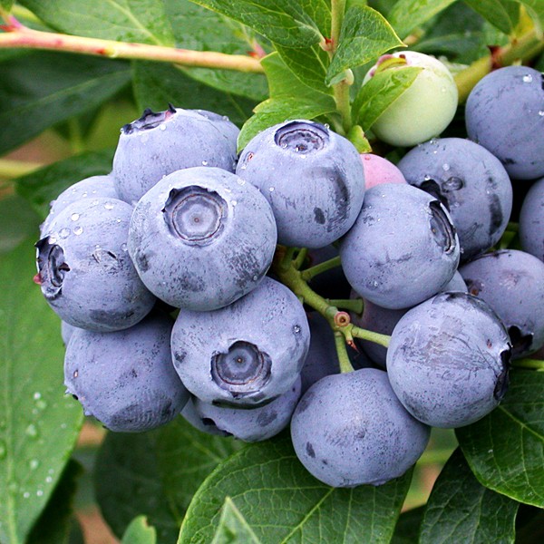 Jual Bibit Benih Biji Buah Blueberry Import Vaccinium Formosum Isi Benih Shopee Indonesia