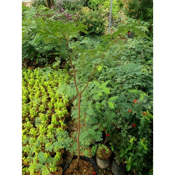 Jual bahan bonsai asem jawa