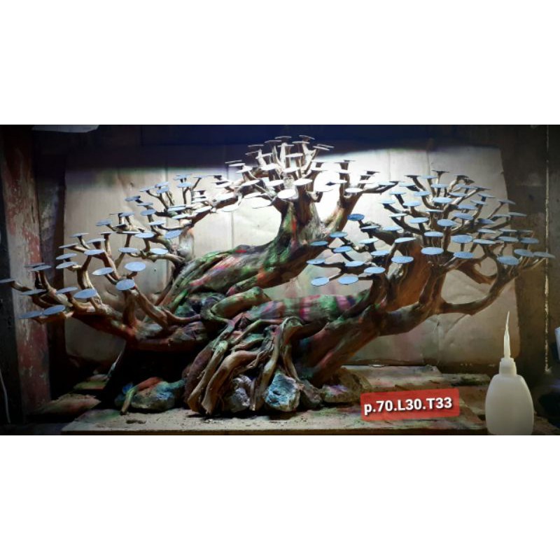 Jual bonsai aquascape Shopee Indonesia
