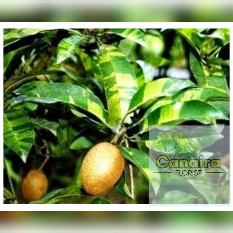 Jual Bibit Tanaman Buah Sawo Variegata Variegated Sapodilla Shopee