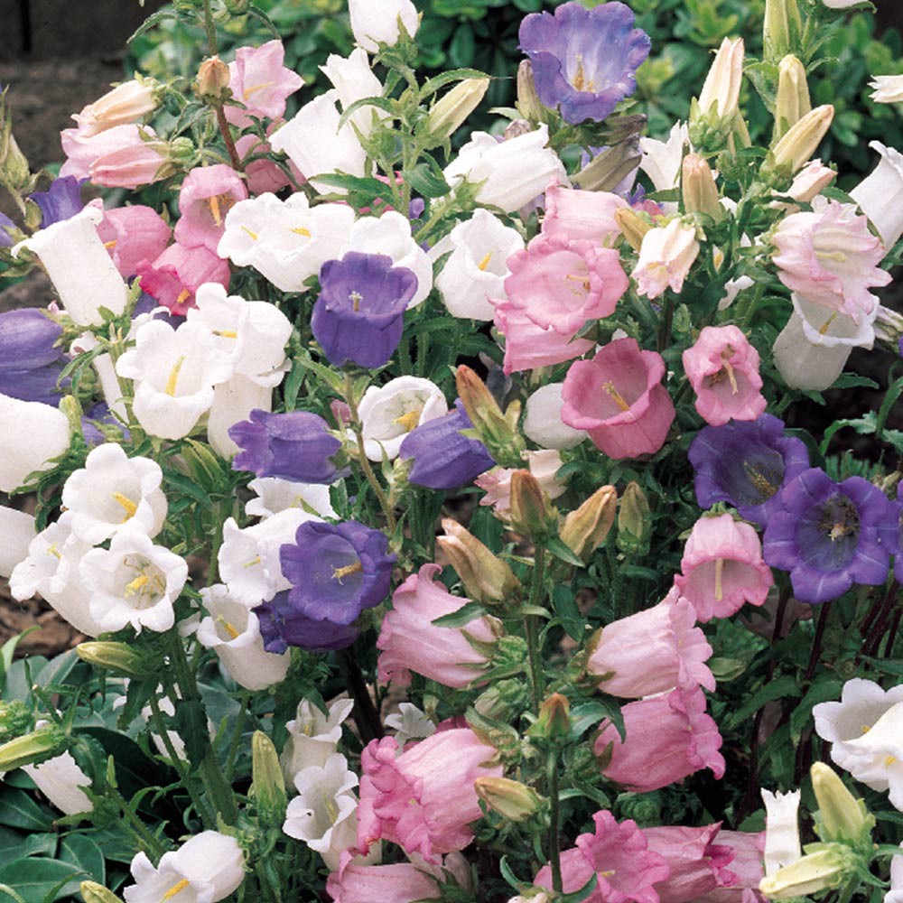 Jual Bibit Benih Biji Bunga Cup and Saucer Mixed Campanula - Bibit ...