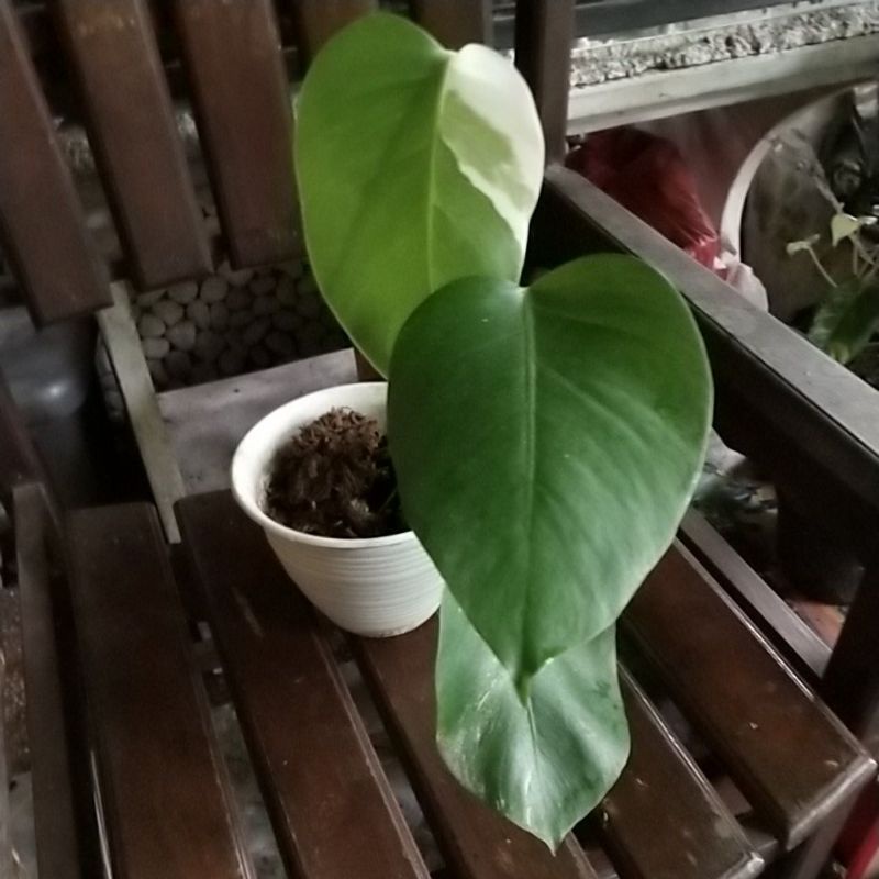 Jual monvar | Shopee Indonesia