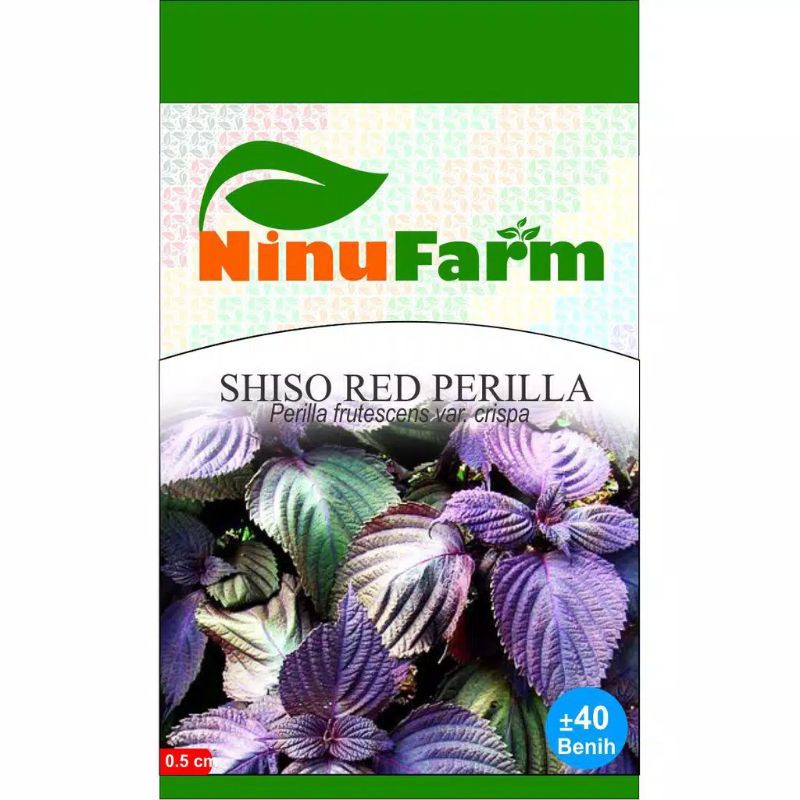 Jual BENIH SHISO PERILLA UNGU / BIBIT TANAMAN UNIK BANDUNG | Shopee ...